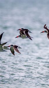 Preview wallpaper sandpiper, birds, flight, sea