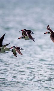 Preview wallpaper sandpiper, birds, flight, sea