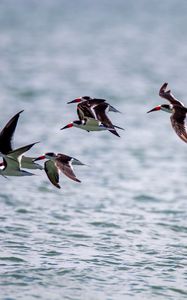 Preview wallpaper sandpiper, birds, flight, sea