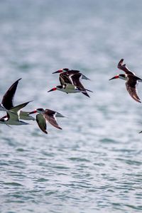 Preview wallpaper sandpiper, birds, flight, sea