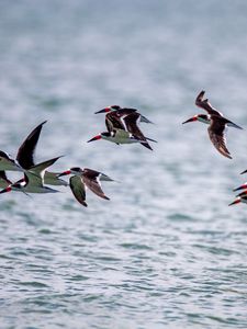 Preview wallpaper sandpiper, birds, flight, sea