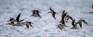 Preview wallpaper sandpiper, birds, flight, sea