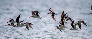 Preview wallpaper sandpiper, birds, flight, sea