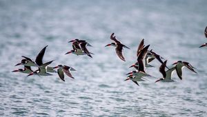 Preview wallpaper sandpiper, birds, flight, sea