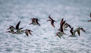 Preview wallpaper sandpiper, birds, flight, sea