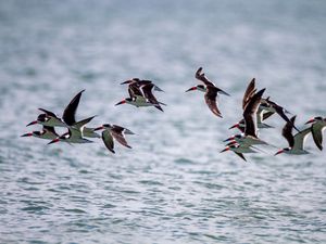 Preview wallpaper sandpiper, birds, flight, sea