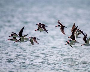 Preview wallpaper sandpiper, birds, flight, sea