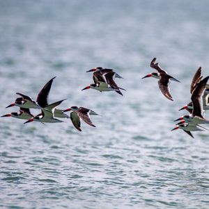 Preview wallpaper sandpiper, birds, flight, sea