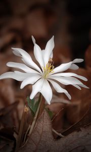 Preview wallpaper sanguinaria, flower, petals, white, leaves