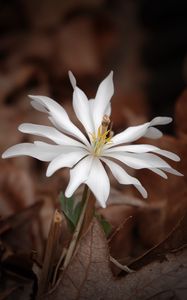 Preview wallpaper sanguinaria, flower, petals, white, leaves