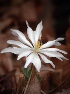 Preview wallpaper sanguinaria, flower, petals, white, leaves