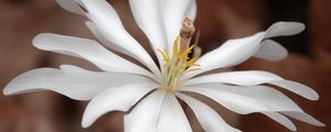 Preview wallpaper sanguinaria, flower, petals, white, leaves