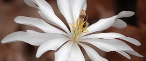 Preview wallpaper sanguinaria, flower, petals, white, leaves