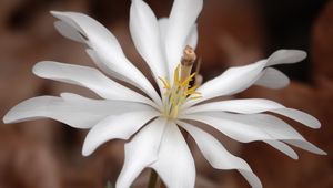 Preview wallpaper sanguinaria, flower, petals, white, leaves