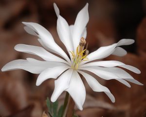 Preview wallpaper sanguinaria, flower, petals, white, leaves