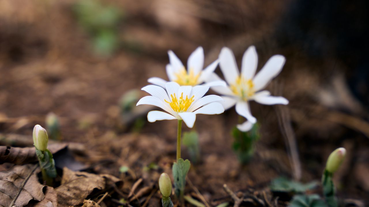Wallpaper sanguinaria, flowers, petals