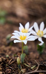 Preview wallpaper sanguinaria, flowers, petals