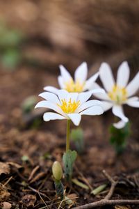 Preview wallpaper sanguinaria, flowers, petals