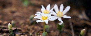 Preview wallpaper sanguinaria, flowers, petals