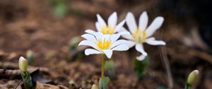 Preview wallpaper sanguinaria, flowers, petals