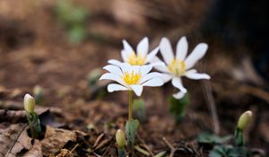 Preview wallpaper sanguinaria, flowers, petals