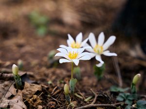 Preview wallpaper sanguinaria, flowers, petals