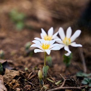 Preview wallpaper sanguinaria, flowers, petals