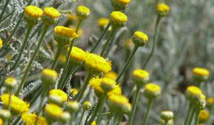 Preview wallpaper santolina, flowers, spring, plants