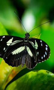 Preview wallpaper sara longwing, butterfly, plants, macro