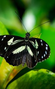 Preview wallpaper sara longwing, butterfly, plants, macro