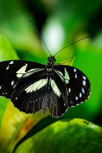 Preview wallpaper sara longwing, butterfly, plants, macro