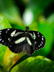 Preview wallpaper sara longwing, butterfly, plants, macro