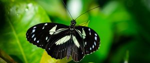 Preview wallpaper sara longwing, butterfly, plants, macro