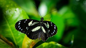 Preview wallpaper sara longwing, butterfly, plants, macro