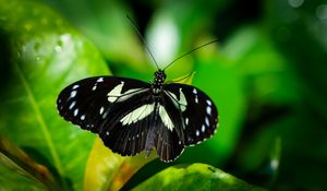 Preview wallpaper sara longwing, butterfly, plants, macro