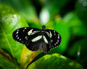 Preview wallpaper sara longwing, butterfly, plants, macro