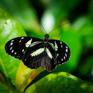 Preview wallpaper sara longwing, butterfly, plants, macro