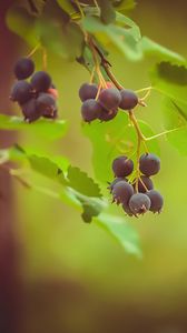 Preview wallpaper saskatoon, berries, leaves, branch