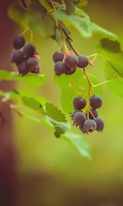 Preview wallpaper saskatoon, berries, leaves, branch