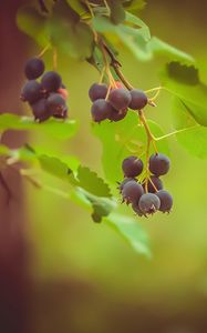 Preview wallpaper saskatoon, berries, leaves, branch