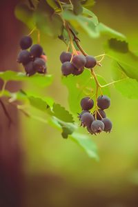 Preview wallpaper saskatoon, berries, leaves, branch