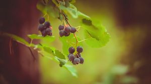 Preview wallpaper saskatoon, berries, leaves, branch