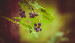 Preview wallpaper saskatoon, berries, leaves, branch