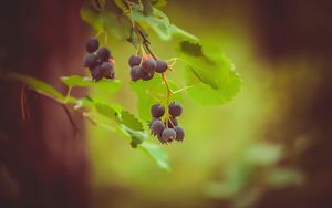 Preview wallpaper saskatoon, berries, leaves, branch