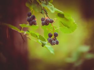 Preview wallpaper saskatoon, berries, leaves, branch