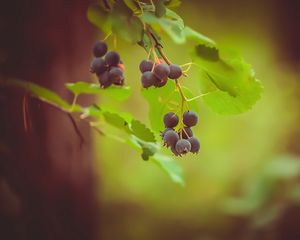 Preview wallpaper saskatoon, berries, leaves, branch