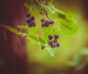 Preview wallpaper saskatoon, berries, leaves, branch