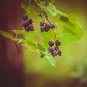 Preview wallpaper saskatoon, berries, leaves, branch