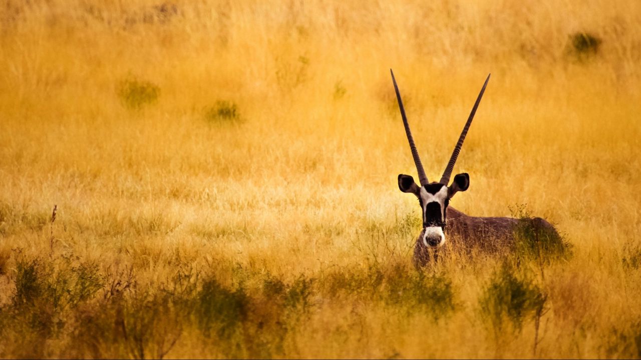 Wallpaper savanna, antelope, horns