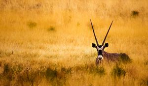 Preview wallpaper savanna, antelope, horns